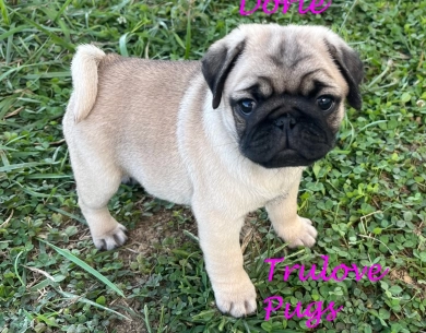 Dorie Pug