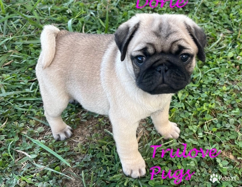 Dorie Dorie Pug