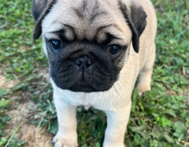 Dorie Pug