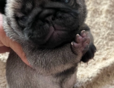 Third Girl Pug