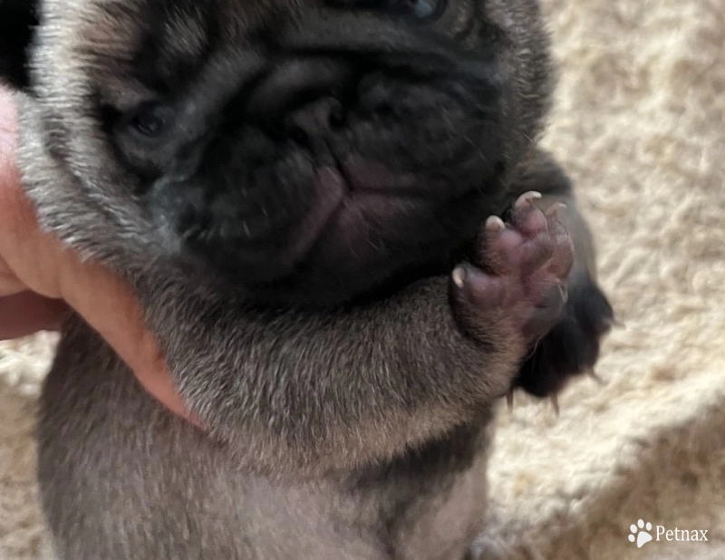 Third Girl Third Girl Pug