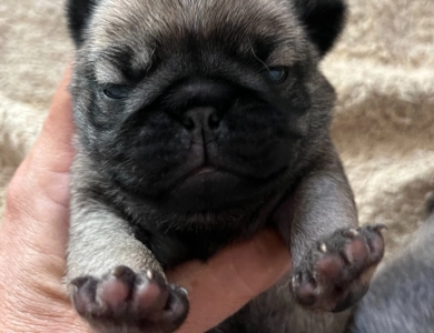 Fourth Girl Pug