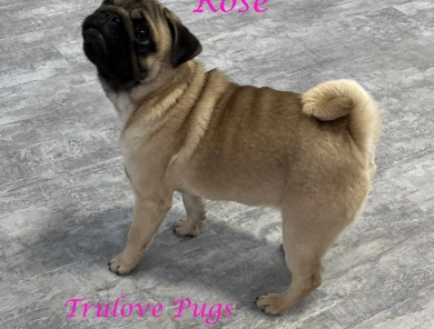 Rose Pug