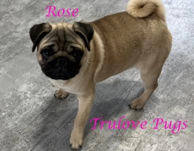 Rose Pug