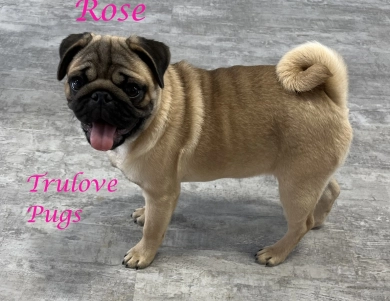 Rose Pug