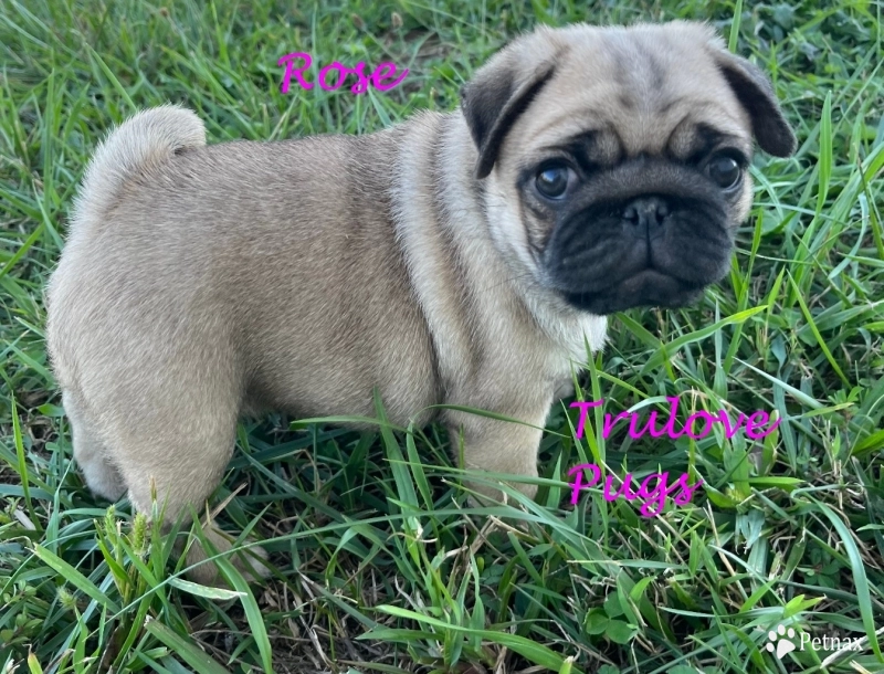 Rose Rose Pug