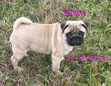 Rose Rose Pug