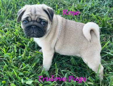 Rose Pug