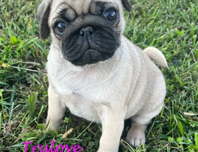 Rose Pug