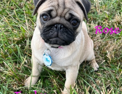 Rose Rose Pug