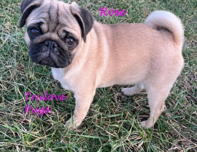 Rose Rose Pug