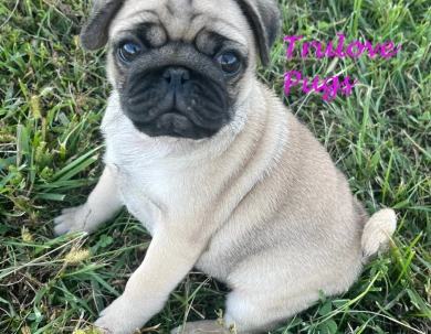 Rose Pug