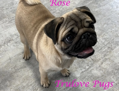 Rose Pug
