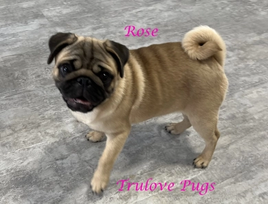 Rose Pug