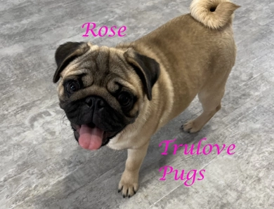 Rose Pug