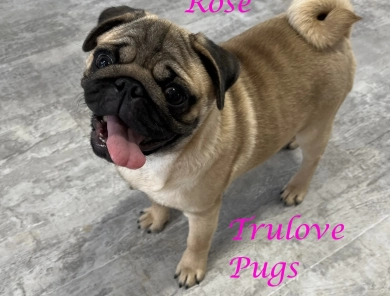 Rose Pug