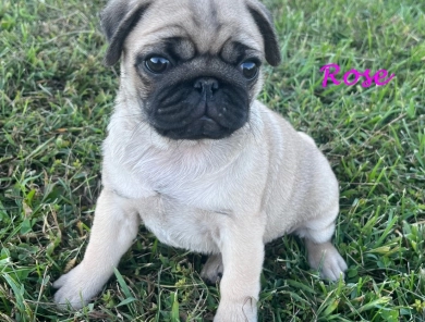 Rose Pug