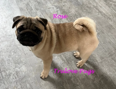 Rose Rose Pug