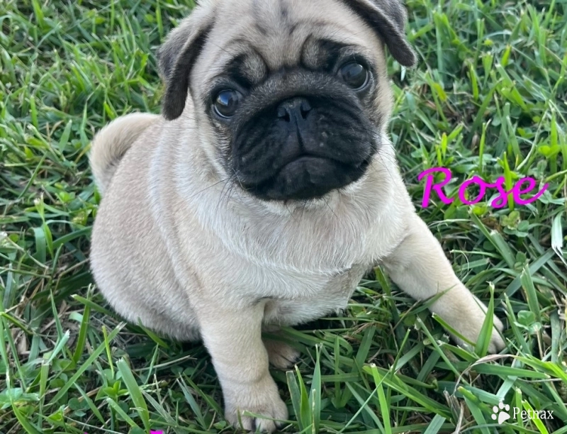 Rose Pug
