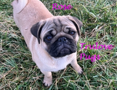 Rose Rose Pug