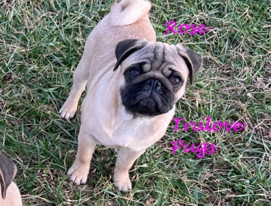 Rose Rose Pug