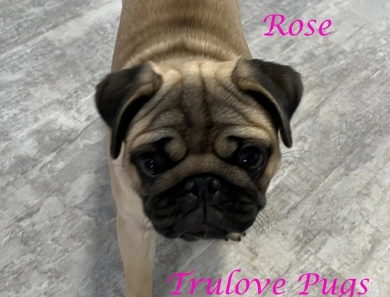 Rose Pug