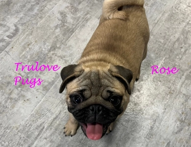 Rose Rose Pug