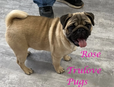 Rose Pug