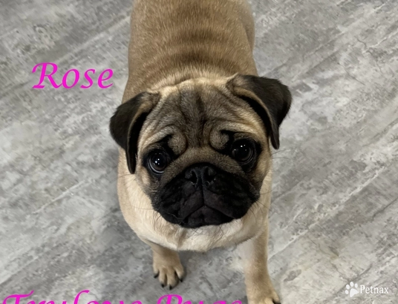 Rose Pug