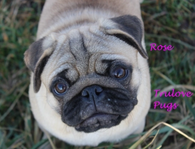 Rose Rose Pug