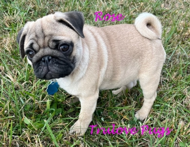 Rose Rose Pug