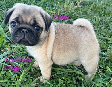 Asia Pug