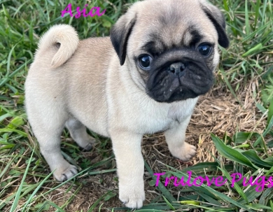 Asia Pug