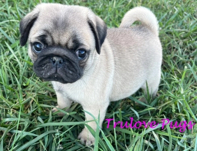 Asia Pug