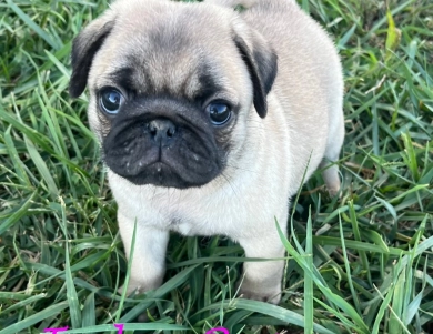 Asia Pug