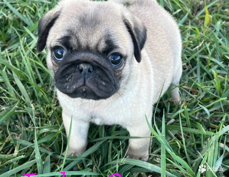 Asia Asia Pug