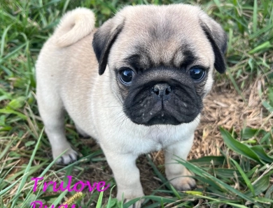 Asia Pug