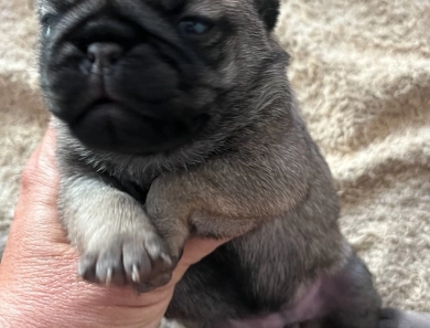 Fifth Girl Pug