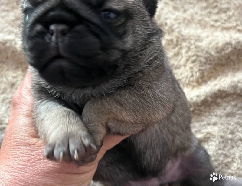 Fifth Girl Fifth Girl Pug