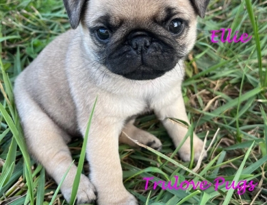 AKC Ellie Pug