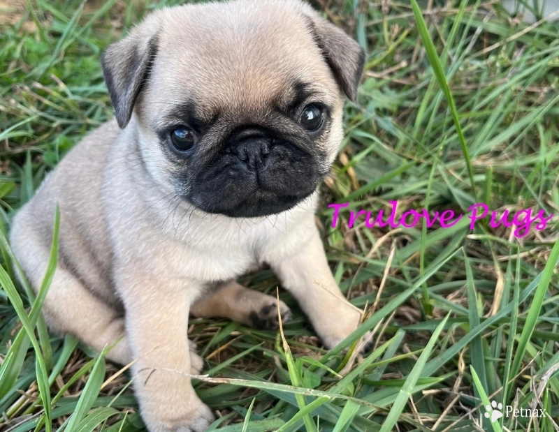 AKC Ellie AKC Ellie Pug