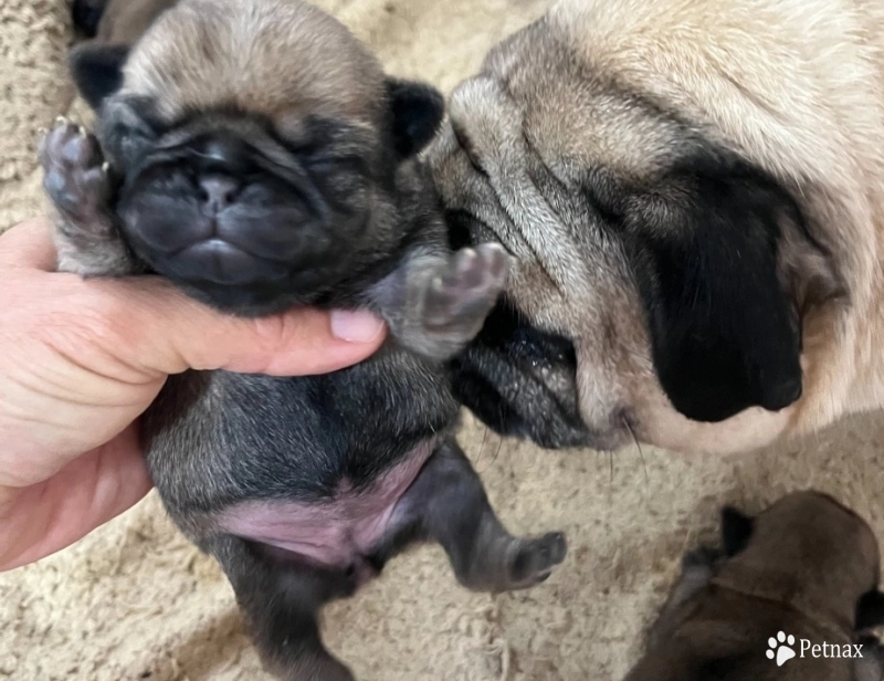 AKC Fawn Girl AKC Fawn Girl Pug