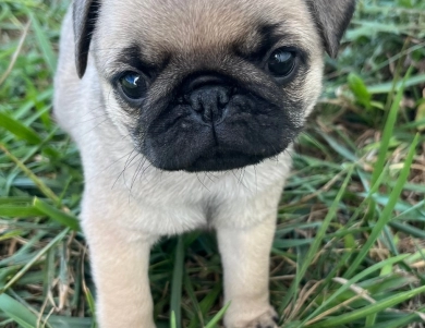 AKC Ellie Pug