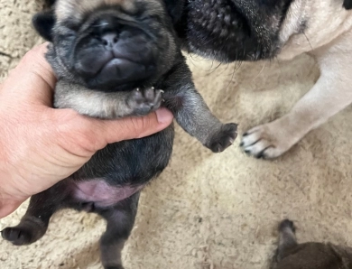 AKC Fawn Girl Pug