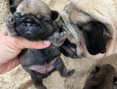 AKC Fawn Girl