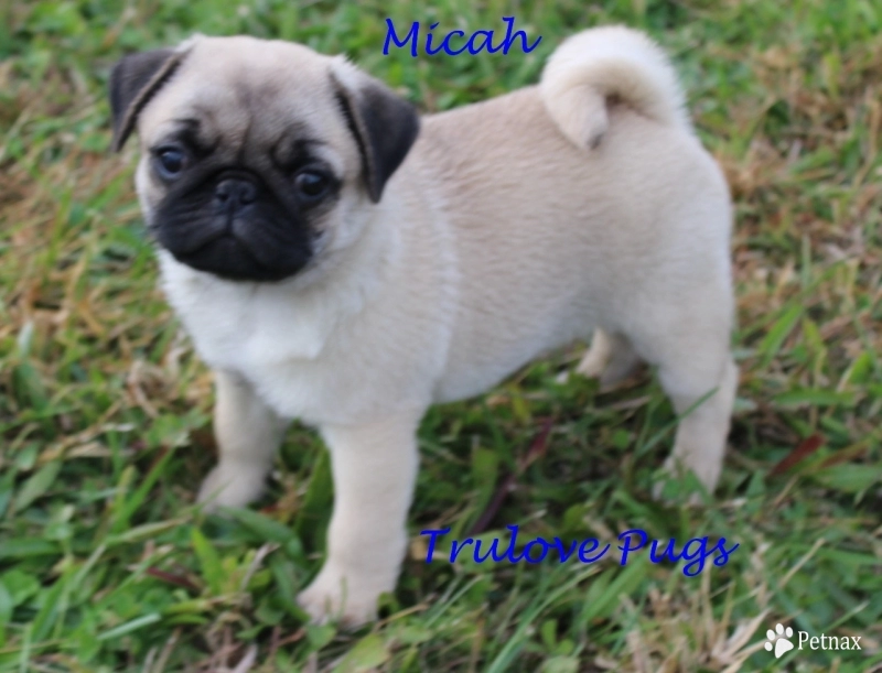 AKC Micah Pug