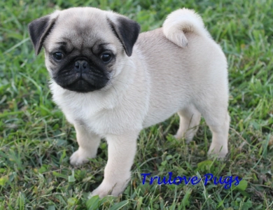 AKC Micah AKC Micah Pug