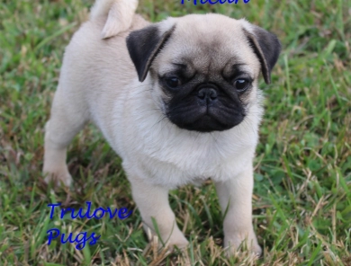 AKC Micah AKC Micah Pug