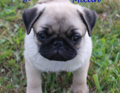 AKC Micah AKC Micah Pug