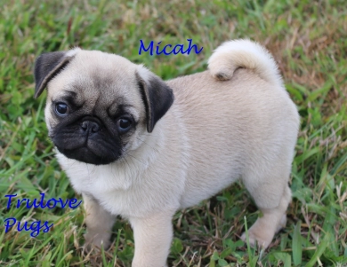 AKC Micah AKC Micah Pug